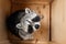 Close-up portrait of little cute gray raccoon sitting in wooden box.