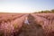 Close-up portrait of little girl sitting in field among rows, collecting bouquet of purple lavender