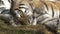 Close-up portrait of little sleeping tiger cubs