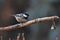 Close-up portrait of a little songbird on neutral background. Coat tit