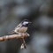 Close-up portrait of a little songbird on neutral background. Coat tit