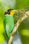 Close up portrait of Long-tailed broadbill