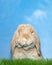 Close up portrait of a lop eared bunny rabbit peaking over green grass