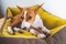 Close-up portrait Lovely Basenji puppy dog enjoying his treat in puppy mat at white wall background.