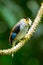 Close up portrait of Lovely Silver-breasted Broadbill