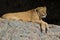 Close up portrait of a lying adult lioness.