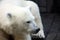 Close up portrait of lying polar bear
