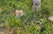 Close-up portrait of lynx. Portrait of Eurasian Lynx on green grass