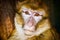 Close up portrait of macaque ape