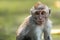 Close up portrait of macaque monkey sits on the mossy steps of the temple. Blurred background. Monkey forest, Bali, Indonesia