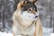 Close-up portrait of a magnificent and focused wolf in the cold winter