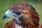 Close up portrait of a magnificent harris hawk