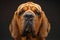 Close up Portrait of a Majestic Bloodhound Dog with Wrinkled Face and Stoic Expression on Dark Background