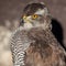 Close-up portrait of a majestic hawk
