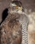 Close-up portrait of a majestic hawk