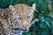 Close-up portrait of a majestic leopard, gazing with blue eyes.