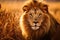 Close-up Portrait of Majestic Lion with Wrinkled Mane Amidst Yellow Grassland