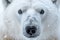 Close-up Portrait of Majestic Polar bear. Amazing Wildlife. Generative Ai