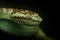 Close-up portrait of a malabar pit viper from Amboli, Maharashtra, India