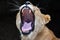 Close up portrait of male African lioness yawn