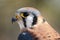 Close up portrait of Male American Kestrel