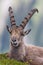 Close-up portrait male capricorn ibex lying in green grass