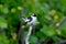 Close-up portrait of a male collared flycatcher