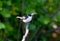 Close-up portrait of a male collared flycatcher