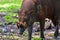 Close up portrait of a male deer-pigs