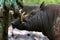 Close up portrait of a male deer-pigs