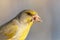 Close-up portrait of male greenfinch with blurred background
