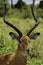 Close-up portrait of male Impala deer antelope