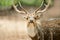 Close up portrait of a male indian deer