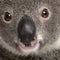 Close-up portrait of male Koala bear,