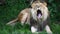 Close up portrait of male lion yawning