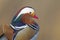 A close-up portrait of a male mandarin duck perched in a park in Berlin.