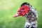 Close up portrait of male Muscovy duck