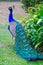 Close-up portrait of male peacock