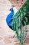 Close up portrait of a male peacock with fully unfolded feathers of his tale.