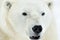 Close up portrait Male polar bear (Ursus maritimus)