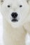 Close up portrait Male polar bear (Ursus maritimus)