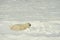 Close up portrait Male polar bear (Ursus maritimus)