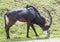 Close up portrait of male Sable antelope Hippotragus niger grazing on green grass. Sable antelope inhabits wooded