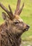 Close up portrait of a male sika deer
