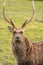 Close up portrait of a male sika deer