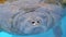 Close-up portrait of manatee in a pool