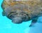 Close-up portrait of manatee in a pool