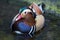 Close up portrait Mandarin duck swimming in the Adelaide zoo. Aix galericulata