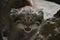 Close up portrait of manul kitten hissing