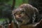 Close up portrait of manul kitten hissing